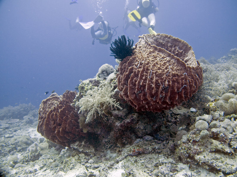 Underwater Scene, The Point, Barrel Sponge